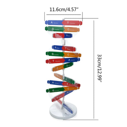 Quebra cabeça do DNA Humano para aprendizagem de Ciências Biológicas. Kits 3D de modelo do DNA humano e sua estrutura genética para crianças. Brinquedo educacional.