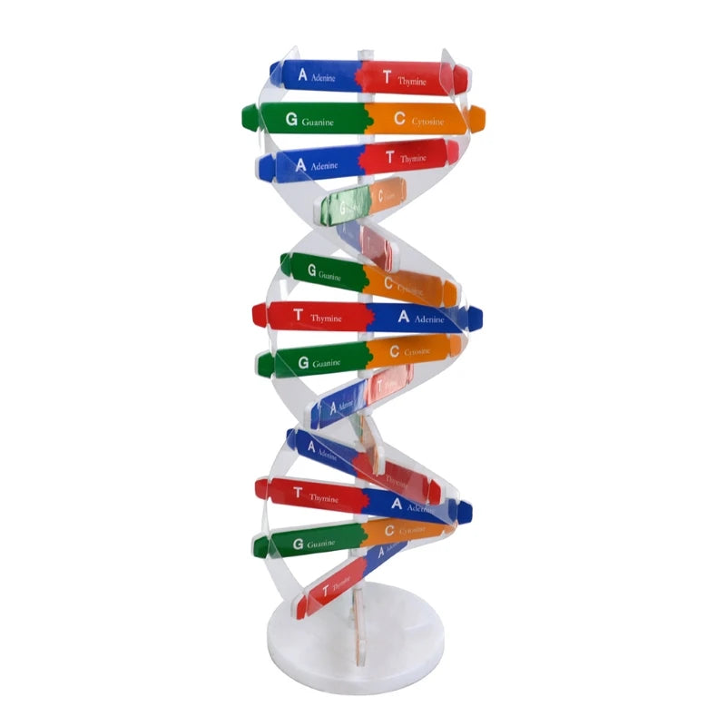 Quebra cabeça do DNA Humano para aprendizagem de Ciências Biológicas. Kits 3D de modelo do DNA humano e sua estrutura genética para crianças. Brinquedo educacional.