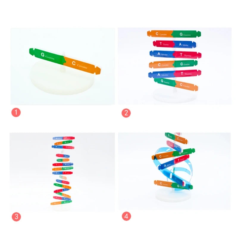 Quebra cabeça do DNA Humano para aprendizagem de Ciências Biológicas. Kits 3D de modelo do DNA humano e sua estrutura genética para crianças. Brinquedo educacional.