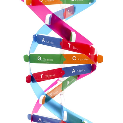 Quebra cabeça do DNA Humano para aprendizagem de Ciências Biológicas. Kits 3D de modelo do DNA humano e sua estrutura genética para crianças. Brinquedo educacional.